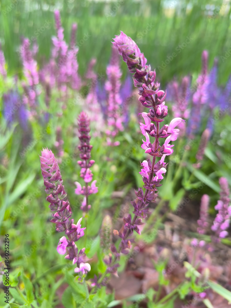 lilac lavender in summer in Marianske Lazne park lilac lavender in summer in Marianske Lazne park