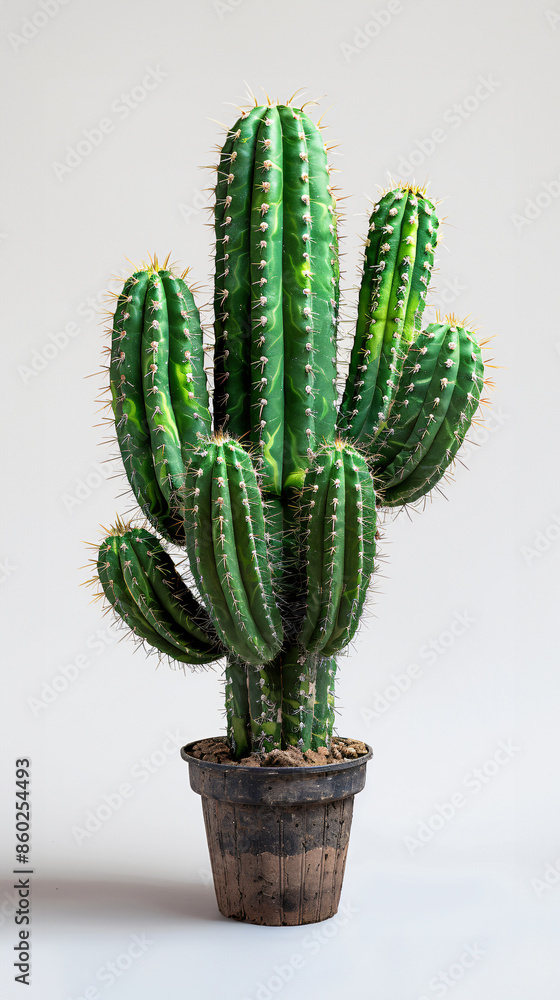 Fototapeta premium Tall, columnar San Pedro cactus with ribbed structure and fine needles, standing solitary on bright white background