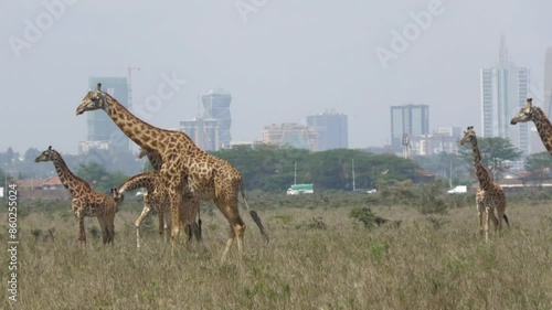 Majestic giraffe walking in the national park.
