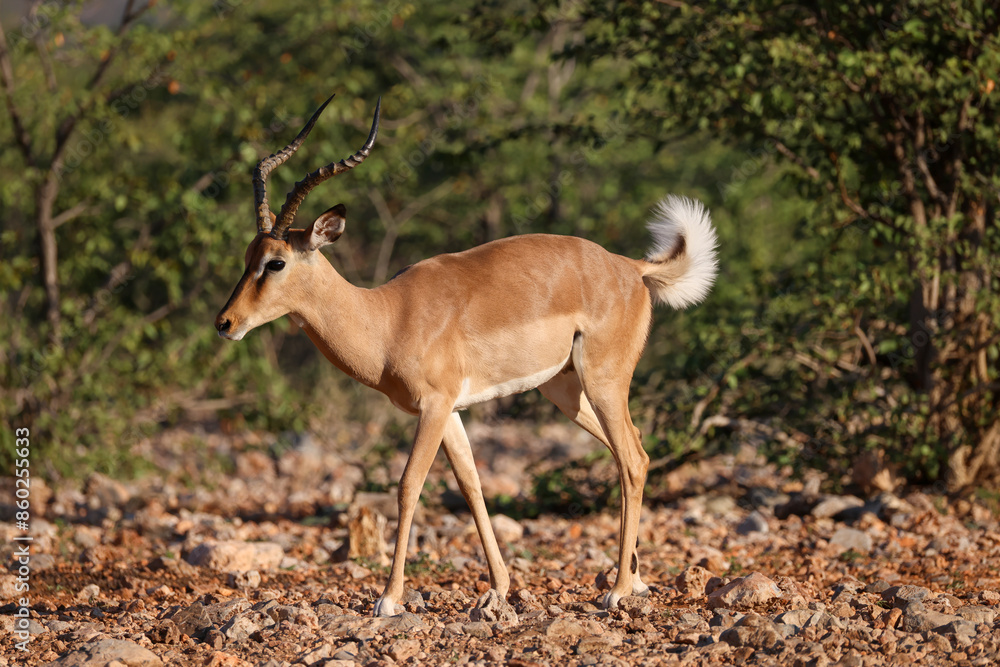 a male impala antelope with raised white tail in Namibia a male impala antelope with raised white tail in Namibia