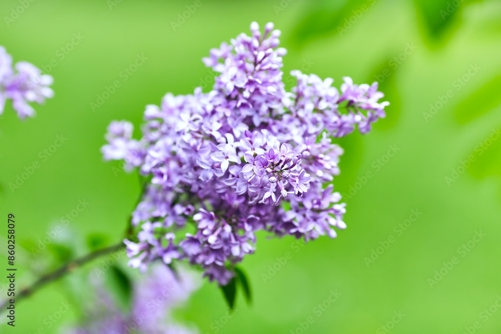 Fototapeta premium Nature background with spring flowers. Selective and soft focus. Close up.