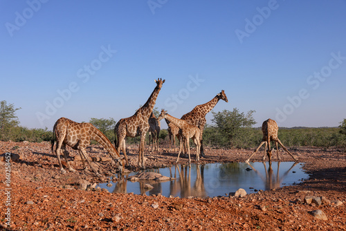 Photography a group of giraffes at a waterhole in Namibia