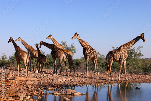 Photography a group of giraffes at a waterhole in Namibia