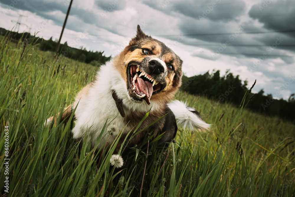 Angry Aggressive Mad Dog Running Outdoors In Green Meadow On Camera