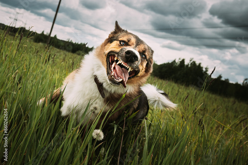 Obraz na płótnie Angry Aggressive Mad Dog Running Outdoors In Green Meadow On Camera w salonie
