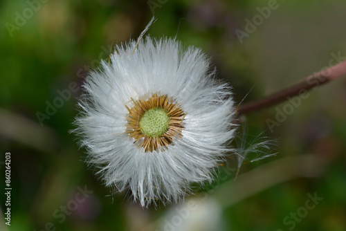 Coltsfoot seed head photo