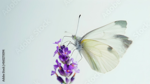 A serene cabbage white butterfly pieris rapae rests on a thinstemmed purple flower against a bright white background : Generative AI photo