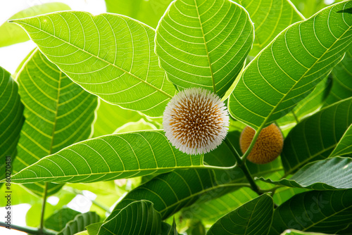 Kodom ful _ Neolamarckia cadamba , burflower-tree, laran, Leichhardt pine  photo