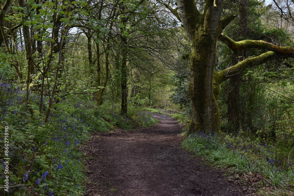 the bluebells blooming on walton hill in clent the bluebells blooming on walton hill in clent