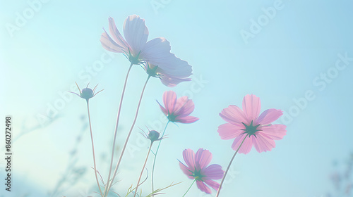 Pink cosmos flowers with blue sky : Generative AI © Generative AI