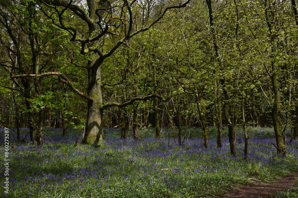the bluebells blooming on walton hill in clent the bluebells blooming on walton hill in clent