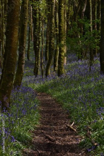 the bluebells blooming on walton hill in clent 