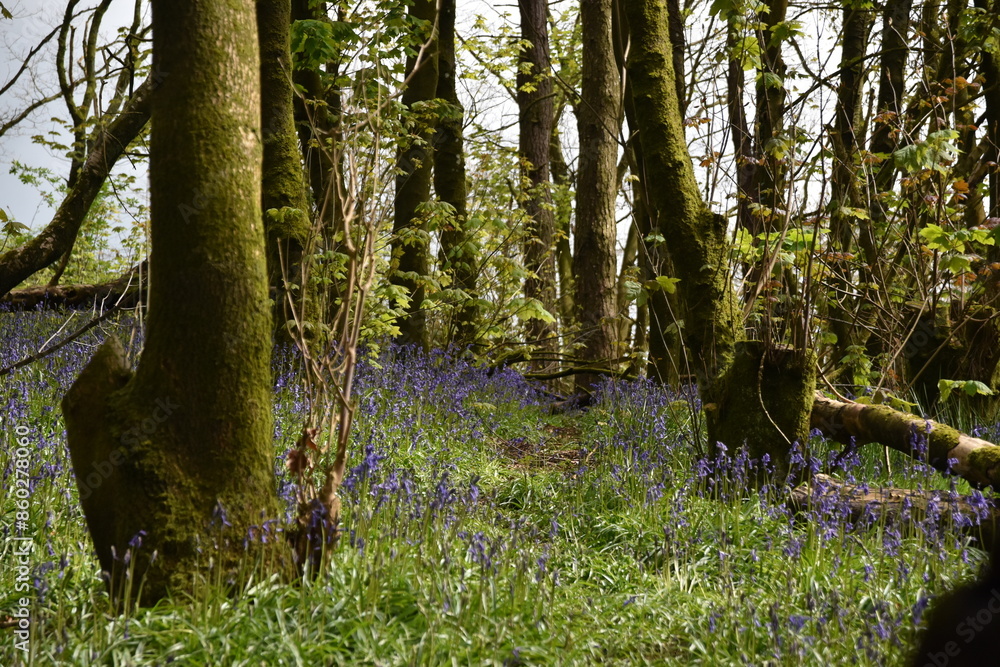 the bluebells blooming on walton hill in clent the bluebells blooming on walton hill in clent