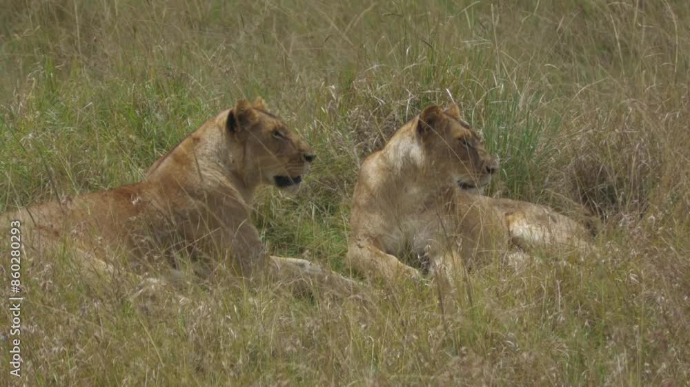 lions in the maasai mara national park lions in the maasai mara national park
