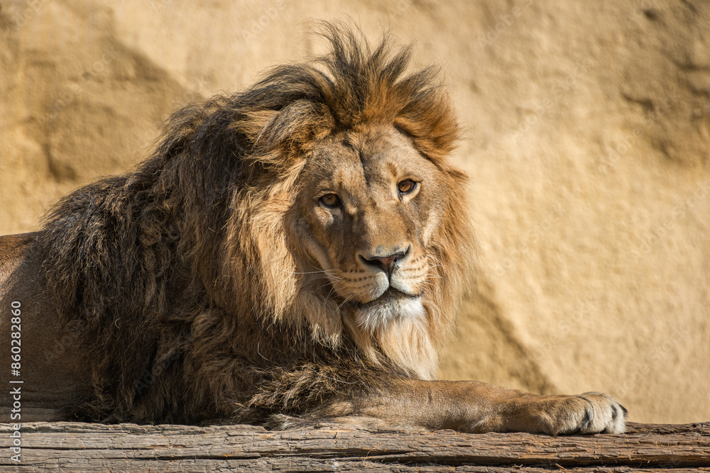 The majestic lion lies and basks in the sun. Zoo in Almaty, Kazakhstan The majestic lion lies and basks in the sun. Zoo in Almaty, Kazakhstan