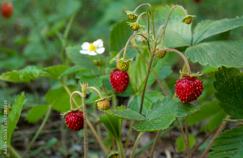 Wild strawberry bush with ripe red berries in a summer forest. Wild strawberry bush with ripe red berries in a summer forest.