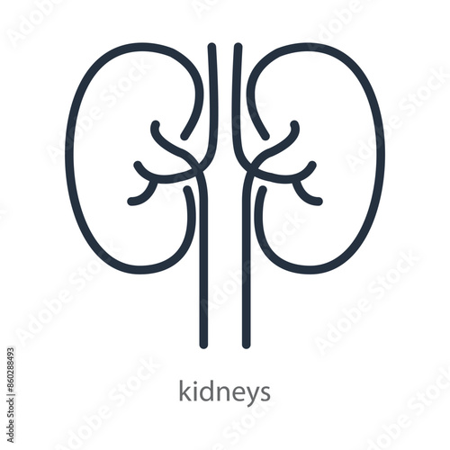 The kidneys are an internal human organ. Icon of the anatomical structure of the kidney. Logo of urology, nephrology, kidney diseases. Linear vector illustration isolated on white background