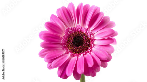 Violetpink gerbera flower on a white isolated background with clipping path   Closeup   For design  Nature : Generative AI