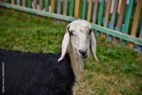 Wallpaper Mural Goat in the zoo staring  Torontodigital.ca