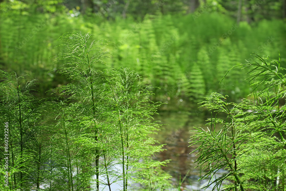 Fototapeta premium Uferlandschaft mit Sumpf-Schachtel halm - lake side habitate with marsh horsetail - Equisetum palustre
