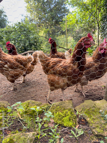 chickens behind the wire mesh of coop