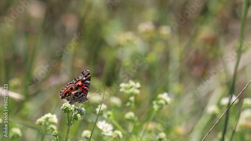 Butterfly on a grass, Praia Grande, Santa Catarina, Brazil