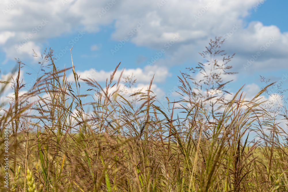 Fototapeta premium Field plants on a sunny June day. Landscape in the countryside.