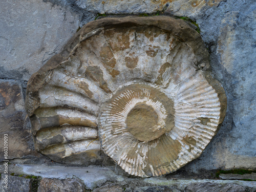 fossilized shells of ancient ammonites. Huge shells are built into the walls as decorations.  Russia, Kabardino-Balkaria, neighborhood of Golubogo Lake   photo