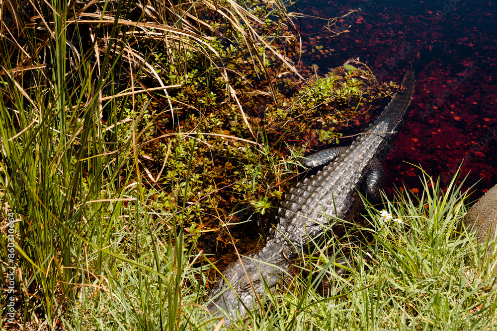 An alligator rests in the early afternoon sunshine within Gulf State Park, Gulf Shores, Alabama alongside the bank in a shallow pond An alligator rests in the early afternoon sunshine within Gulf State Park, Gulf Shores, Alabama alongside the bank in a shallow pond
