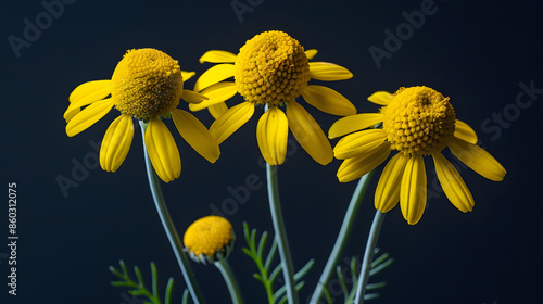 Yellow flowers of dyers camomile Anthemis tinctoria : Generative AI photo