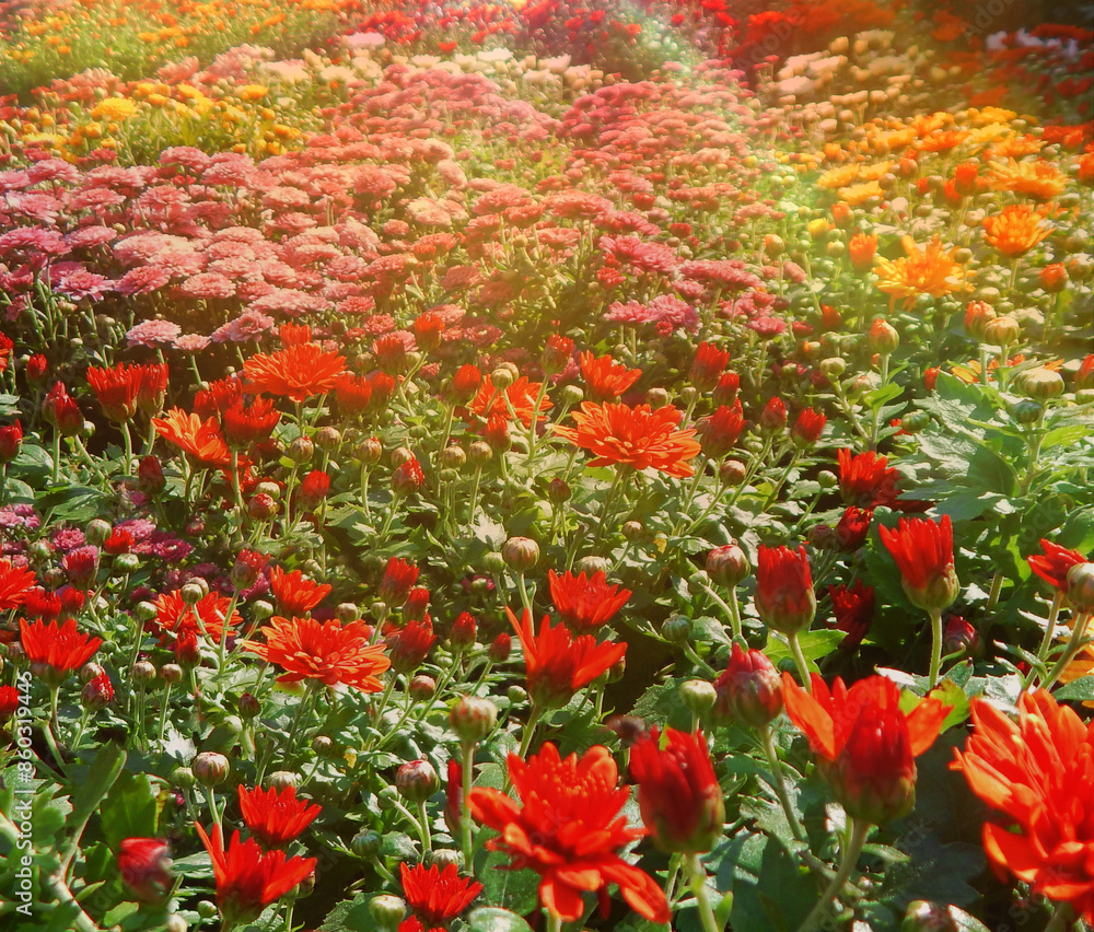 Beautiful red pink orange chrysanthemum flowers in sanny august day. Sun rays light in multicolor flowers garden card wallpaper background. Floral pattern in park - early autumn chrysanthemum flowers Beautiful red pink orange chrysanthemum flowers in sanny august day. Sun rays light in multicolor flowers garden card wallpaper background. Floral pattern in park - early autumn chrysanthemum flowers