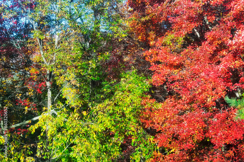 autumn foliage on trees in connecticut photo