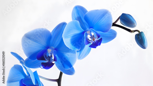 beautiful blue Orchid without background bright blue Orchid flowers on a white background isolate : Generative AI