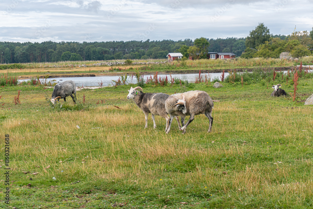Fototapeta premium Beautiful sheep with twisted horns grazing in the wild near the sea