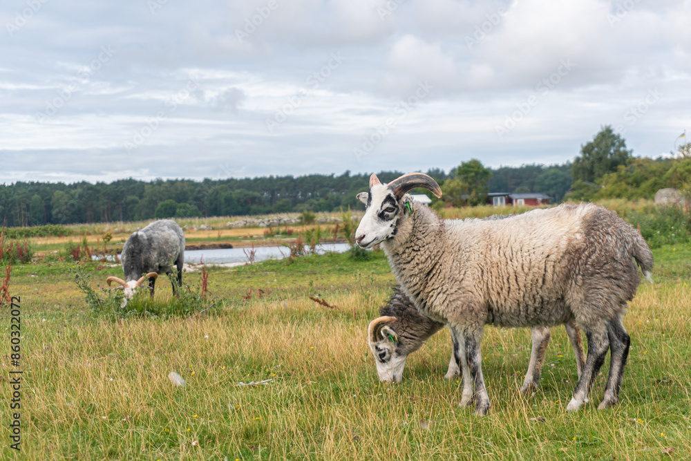 Beautiful sheep with twisted horns grazing in the wild near the sea Beautiful sheep with twisted horns grazing in the wild near the sea