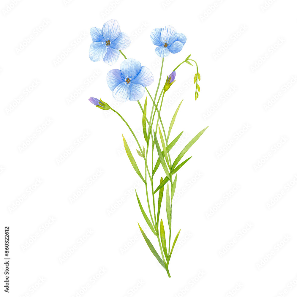 Watercolor drawing of delicate flax flowers on a transparent background. Watercolor drawing of delicate flax flowers on a transparent background.