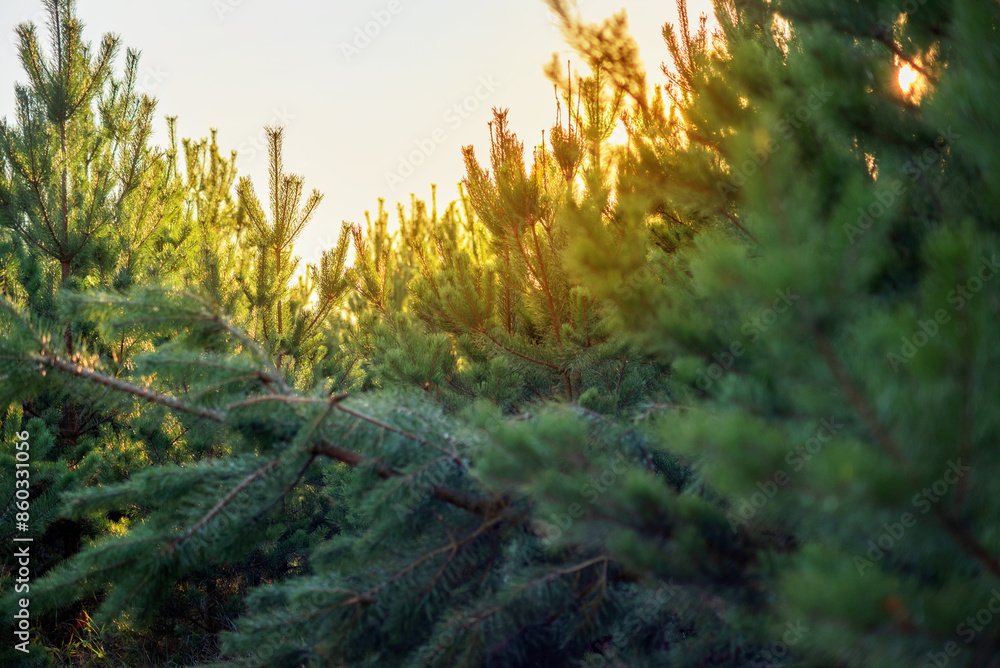Pine farm at sunset in the evening, selective focus Pine farm at sunset in the evening, selective focus