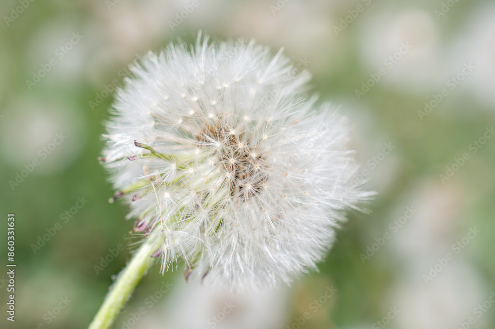 fluffy dandelion flower, close-up, selective focus fluffy dandelion flower, close-up, selective focus