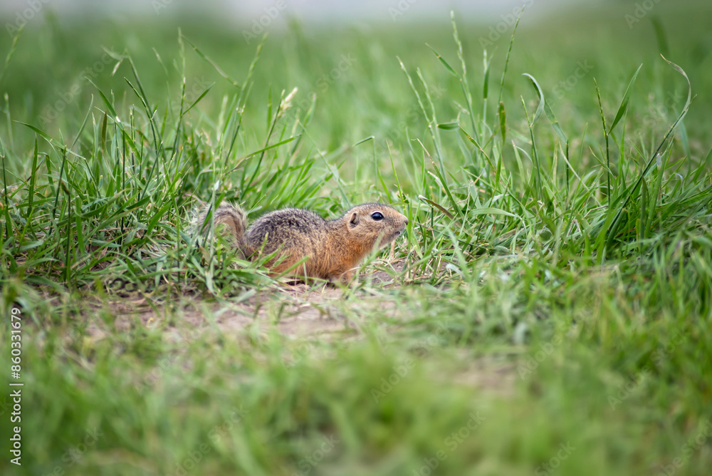 Cute baby gopher peeks out from behind the grass and looks somewhere, selective focus Cute baby gopher peeks out from behind the grass and looks somewhere, selective focus