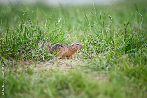 Cute baby gopher peeks out from behind the grass and looks somewhere, selective focus