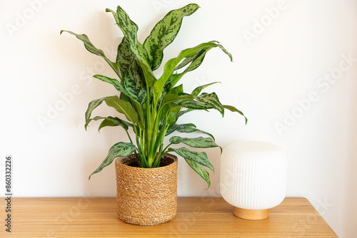 Aglaonema (Chinese Evergreen) Emerald Beauty
