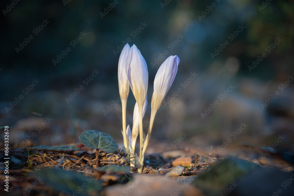 Colchicum sfikasianum (autumn crocus, meadow saffron, naked lady) wild flowers in natural environment