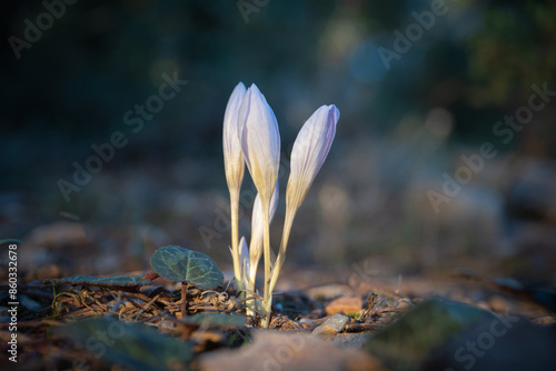 Obraz na płótnie Colchicum sfikasianum (autumn crocus, meadow saffron, naked lady) wild flowers in natural environment w salonie