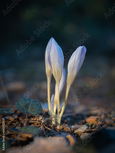 Obraz na płótnie Colchicum sfikasianum (autumn crocus, meadow saffron, naked lady) wild flowers in natural environment w salonie