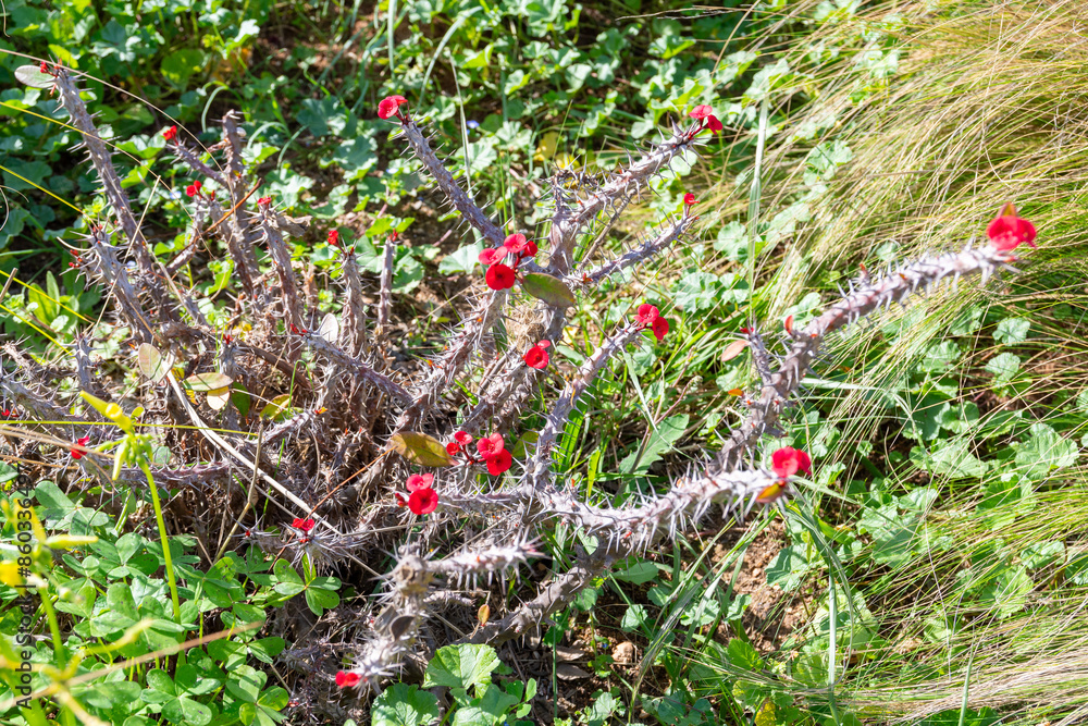Euphorbia Milii Des Moul. (Crown of Thorns) cactus in natural environment