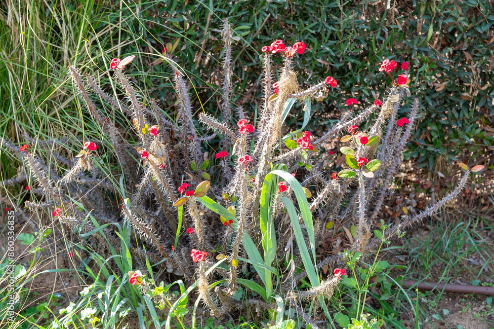 Euphorbia Milii Des Moul. (Crown of Thorns) cactus in natural environment