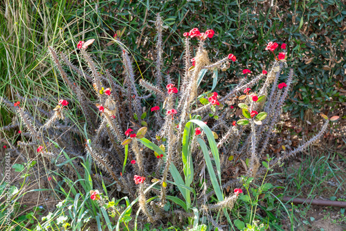 Obraz na płótnie Euphorbia Milii Des Moul. (Crown of Thorns) cactus in natural environment w salonie
