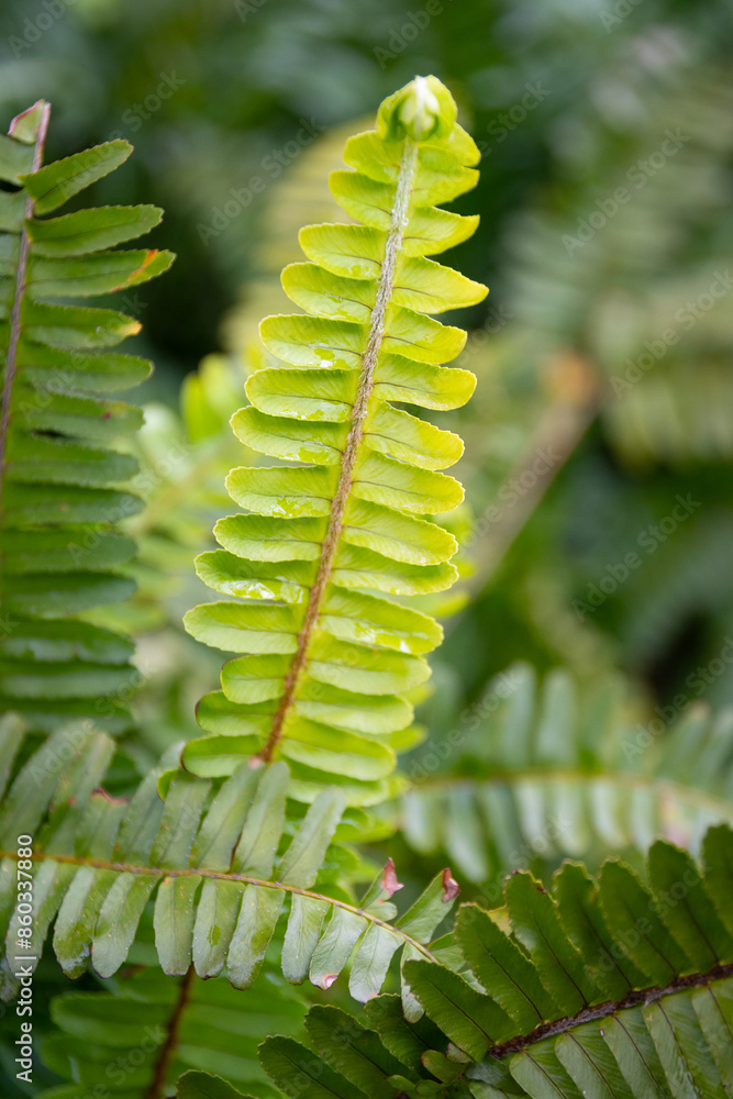 Northern maidenhair fern (Adiantum pedatum)