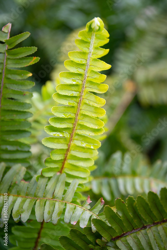 Obraz na płótnie Northern maidenhair fern (Adiantum pedatum) w salonie