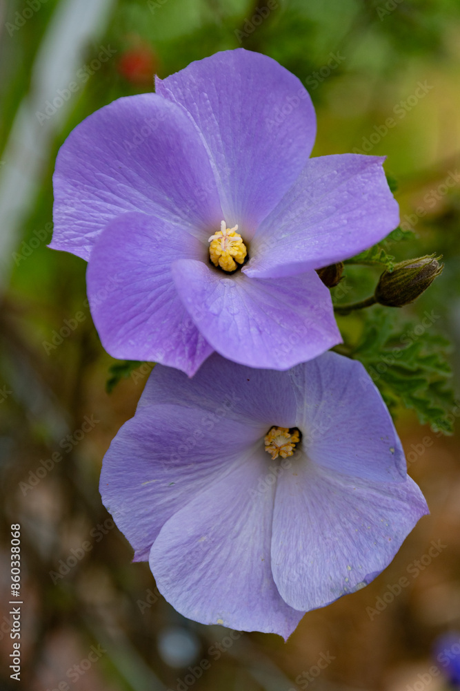 Alyogyne huegelii (Lilac Hibiscus) flower detail